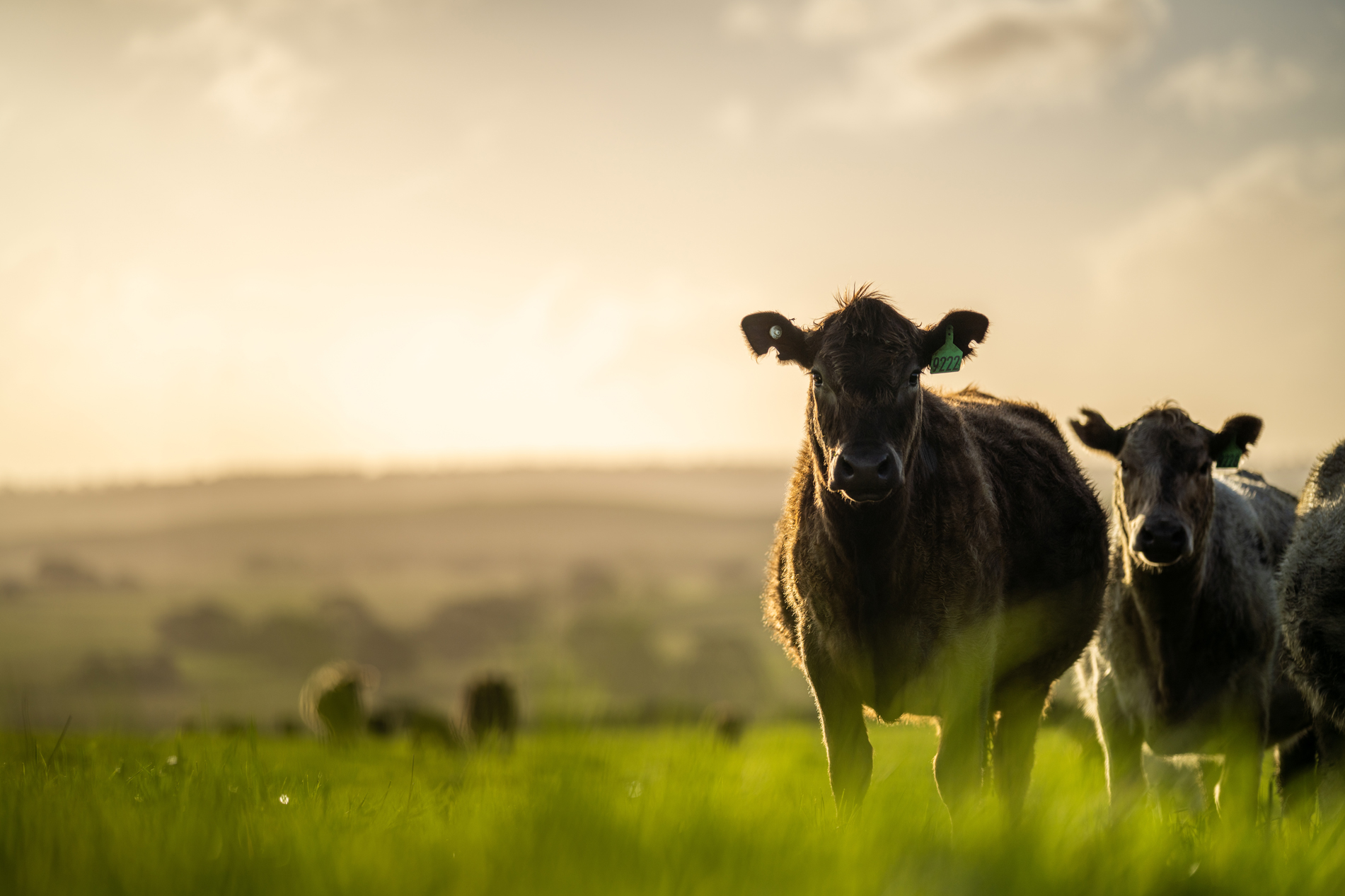 Guide to animal mortality and insurance | Alan Boswell Group Guide to animal mortality and insurance | Alan Boswell Group