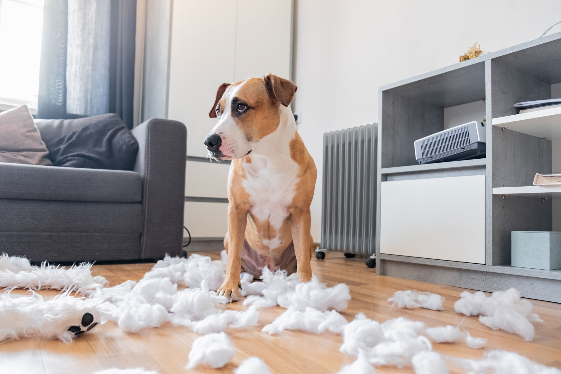 Are Landlords Liable For Tenants Dogs